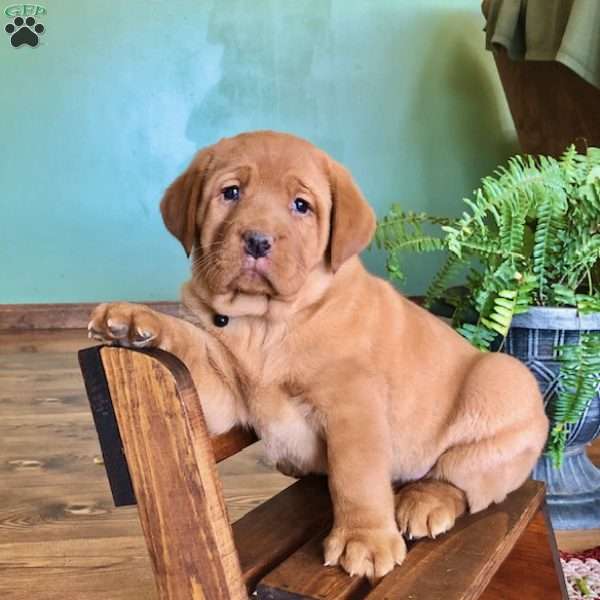 Charm, Fox Red Labrador Retriever Puppy