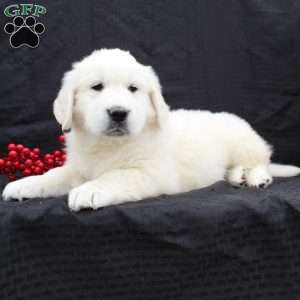 Diana, English Cream Golden Retriever Puppy