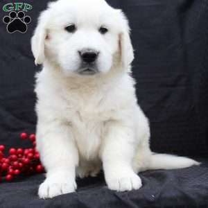 Diana, English Cream Golden Retriever Puppy