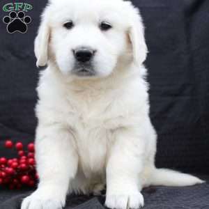 Diana, English Cream Golden Retriever Puppy