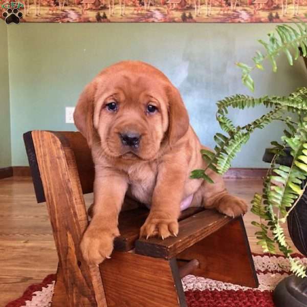 Cherry, Fox Red Labrador Retriever Puppy