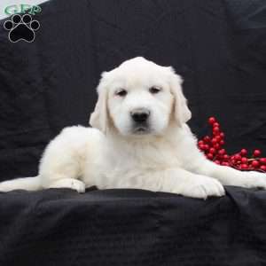 Deisel, English Cream Golden Retriever Puppy