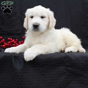 Deisel, English Cream Golden Retriever Puppy