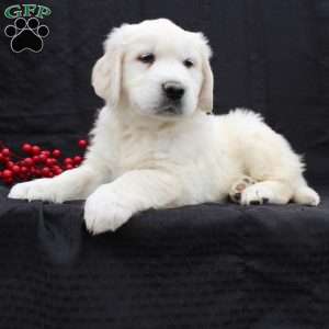 Deisel, English Cream Golden Retriever Puppy