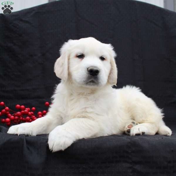 Deisel, English Cream Golden Retriever Puppy