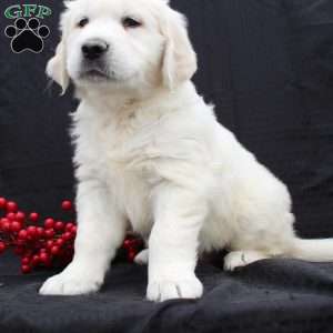 Deisel, English Cream Golden Retriever Puppy