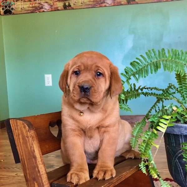 Caramel, Fox Red Labrador Retriever Puppy