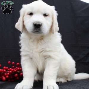 Deisel, English Cream Golden Retriever Puppy