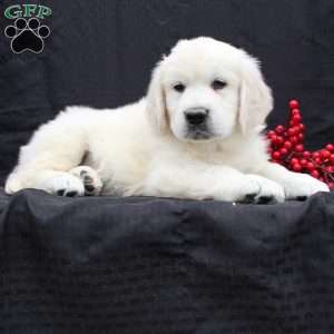 Dax, English Cream Golden Retriever Puppy