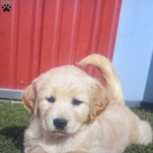 Geraldine, Golden Retriever Puppy