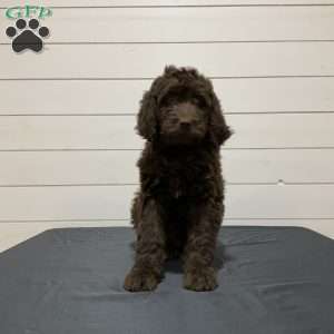 Bella, Newfypoo Puppy