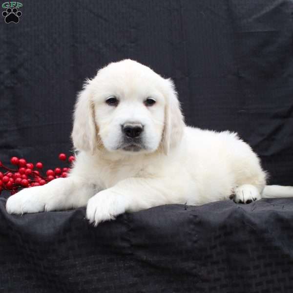 Dax, English Cream Golden Retriever Puppy