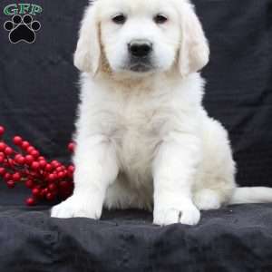 Dax, English Cream Golden Retriever Puppy