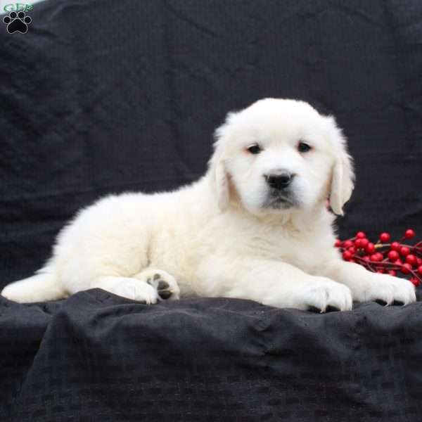 Dixie, English Cream Golden Retriever Puppy