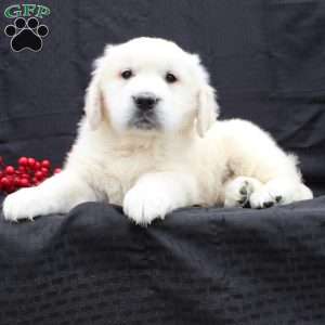 Dixie, English Cream Golden Retriever Puppy