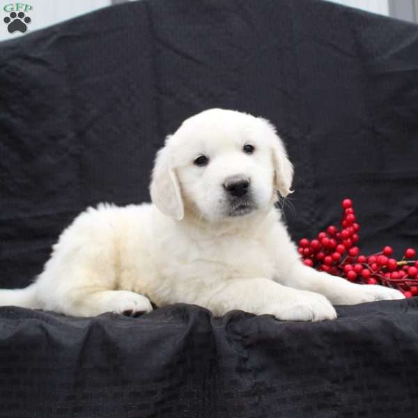 Duke, English Cream Golden Retriever Puppy