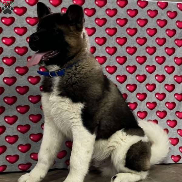 Drake, Akita Puppy