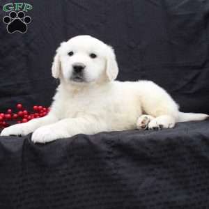 Duke, English Cream Golden Retriever Puppy