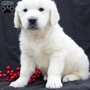 Duke, English Cream Golden Retriever Puppy