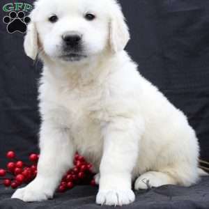 Duke, English Cream Golden Retriever Puppy