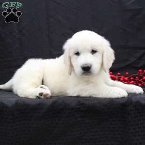 Denver, English Cream Golden Retriever Puppy