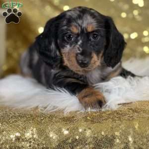 Paula, Dachshund Puppy