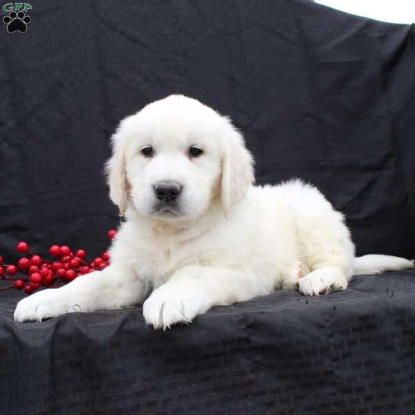 Denver, English Cream Golden Retriever Puppy