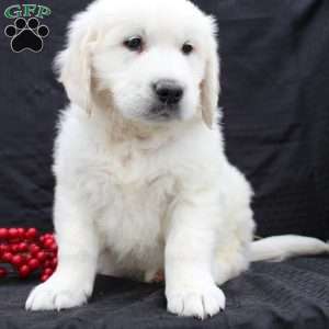 Denver, English Cream Golden Retriever Puppy