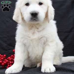 Denver, English Cream Golden Retriever Puppy