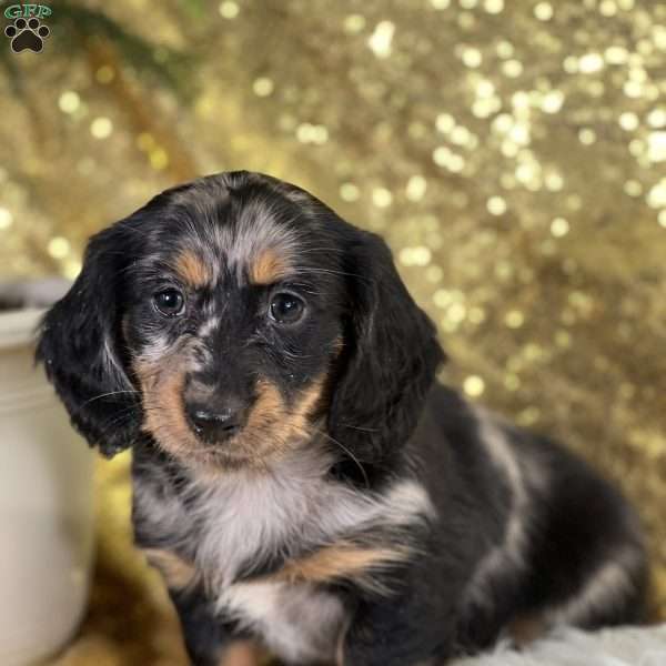 Paula, Dachshund Puppy