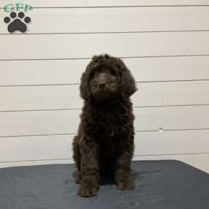 Bella, Newfypoo Puppy
