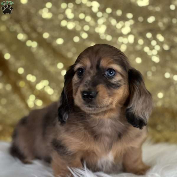 Peaches, Dachshund Puppy