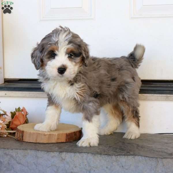 Mason, Mini Bernedoodle Puppy