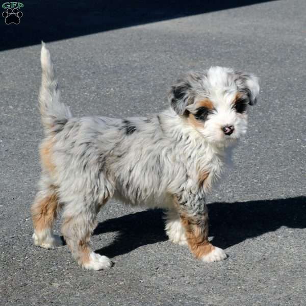 Millie, Mini Bernedoodle Puppy