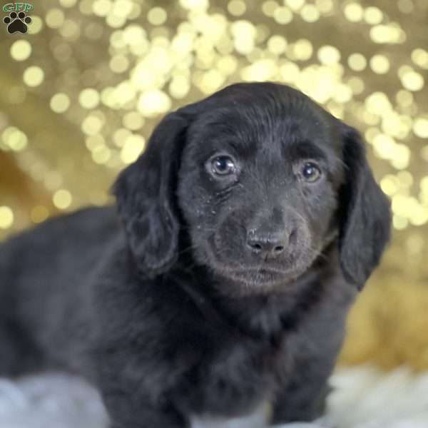 Preston, Dachshund Puppy