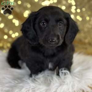 Pepper, Dachshund Puppy