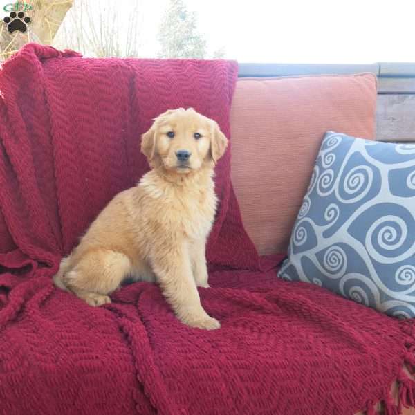 Rocky, Golden Retriever Puppy