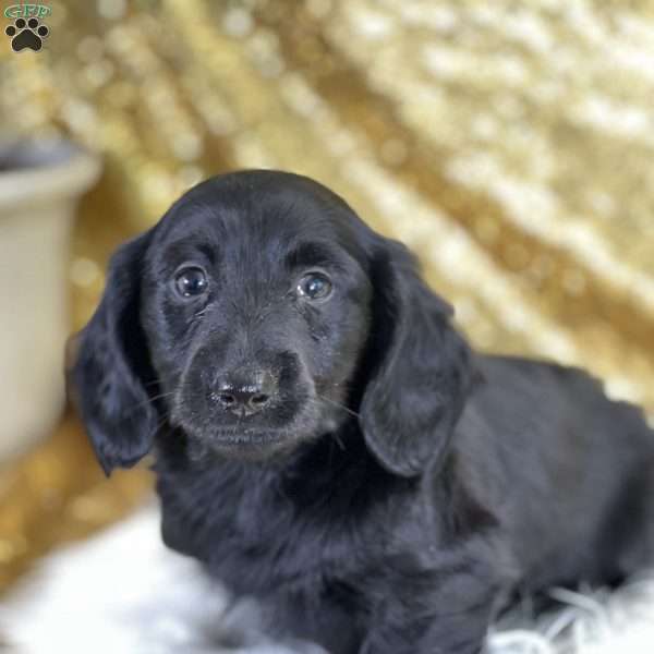 Pepper, Dachshund Puppy