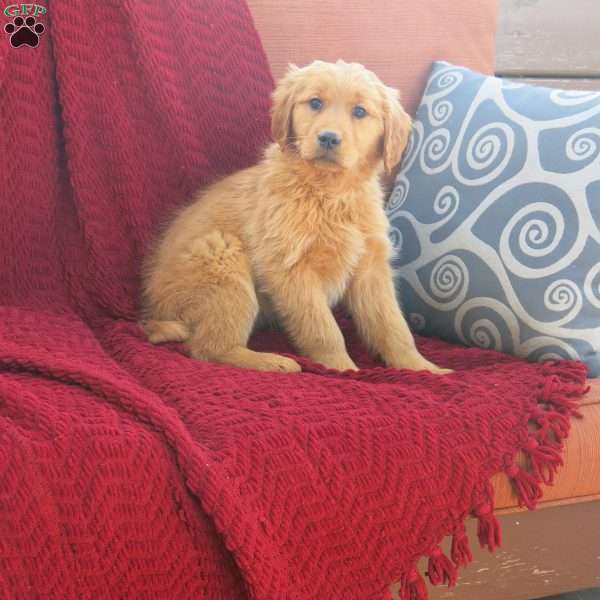 Rosie, Golden Retriever Puppy