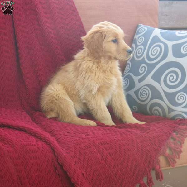 Roxy, Golden Retriever Puppy