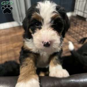 Charlie, Bernedoodle Puppy