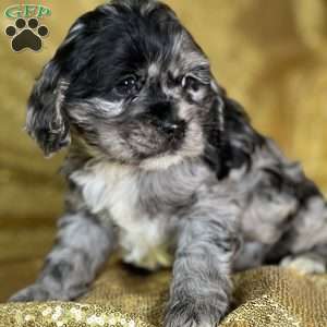 Cuddles, Cocker Spaniel Puppy