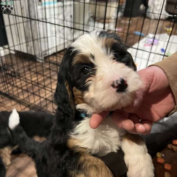 Charlie, Bernedoodle Puppy