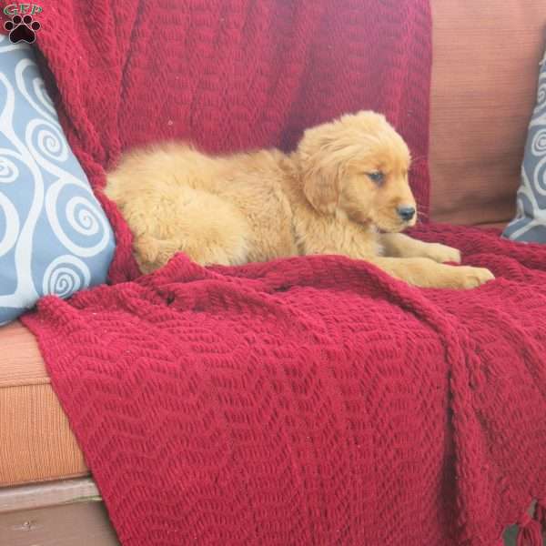 Rusty, Golden Retriever Puppy