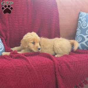 Rusty, Golden Retriever Puppy