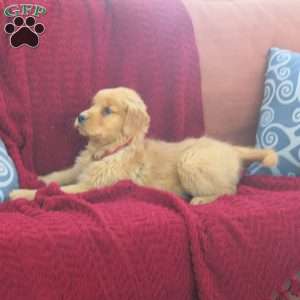 Rusty, Golden Retriever Puppy