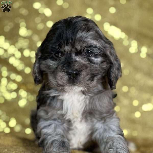 Cuddles, Cocker Spaniel Puppy