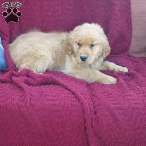 Rusty, Golden Retriever Puppy