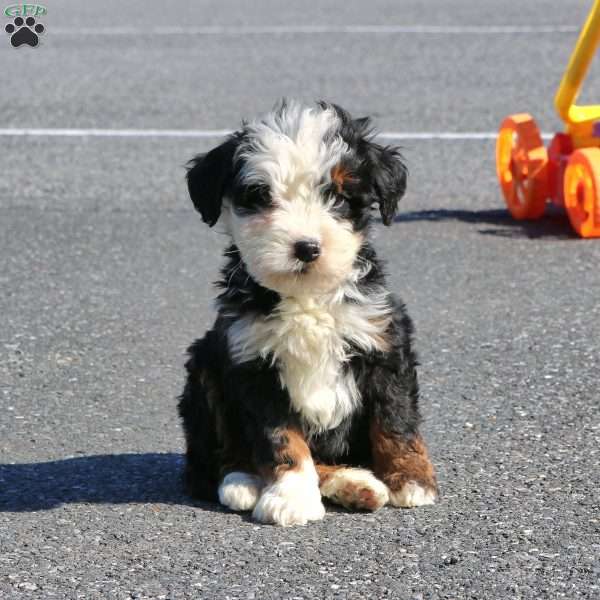 Martin, Mini Bernedoodle Puppy