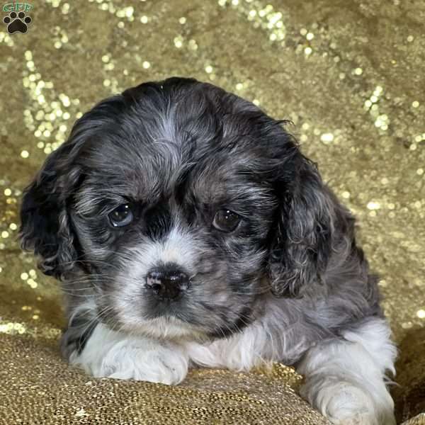 Cupcake, Cocker Spaniel Puppy